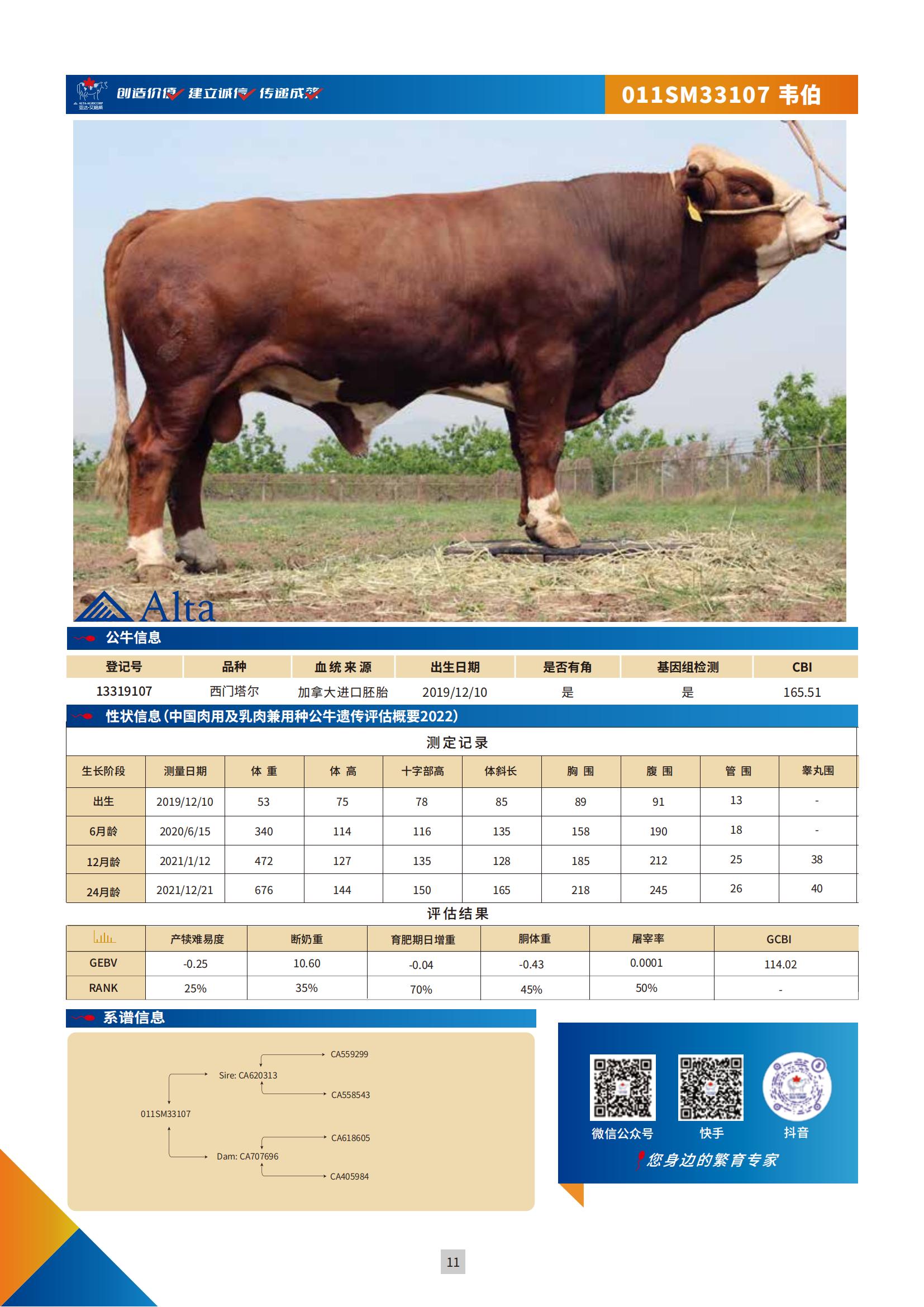 国内肉牛模版13319107-1130-11页_00.jpg